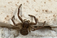Une femelle immature (Araneae - Thomisidae - Xysticus sp.)